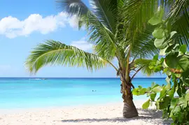 Florida Palm Trees Beach