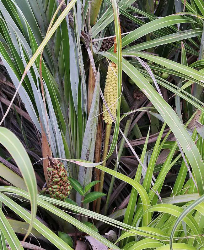 Seashore Palm Tree Allagoptera Arenaria 5 Florida Palm Trees