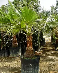 Top 10 Cold Hardy Palm Trees