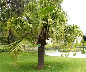 How To Grow Fan Tree (Livistona chinensis)