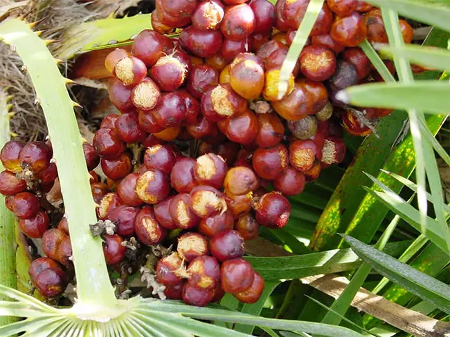 European Fan Palm Tree (Chamaerops humilis) fruits