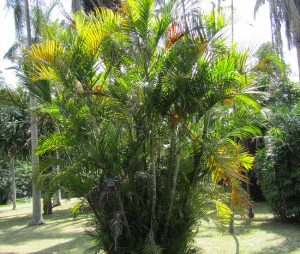 How To Grow Areca Palm Tree (Dypsis lutescens)