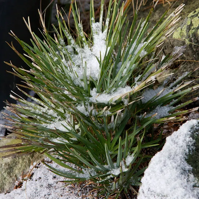 European Fan Palm Tree (Chamaerops humilis) under snow