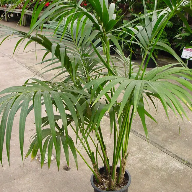 kentia-palm-tree-howea-forsteriana-650x550m | Florida Palm Trees