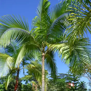 How To Grow King Palm Tree Archontophoenix Cunninghamiana