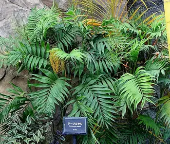 How To Grow Parlor Palm Tree Chamaedorea Elegans