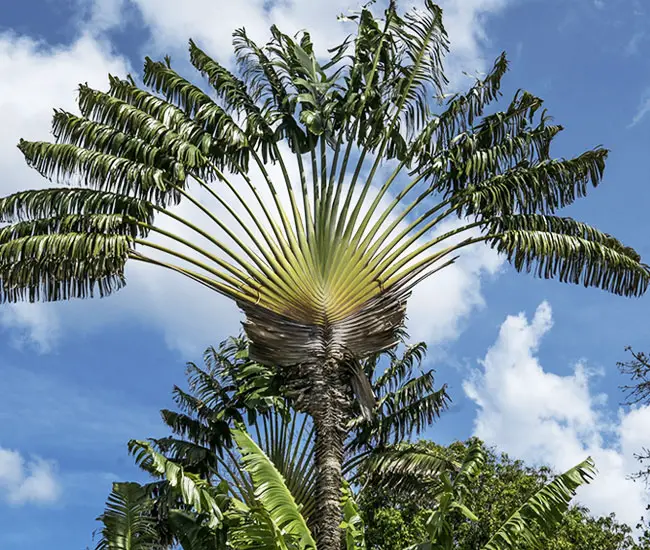 How to grow & care Ravenala Madagascariensis / Traveller Palm  ट्रैवलर पाम  को लगाना और उसकी देखभाल 