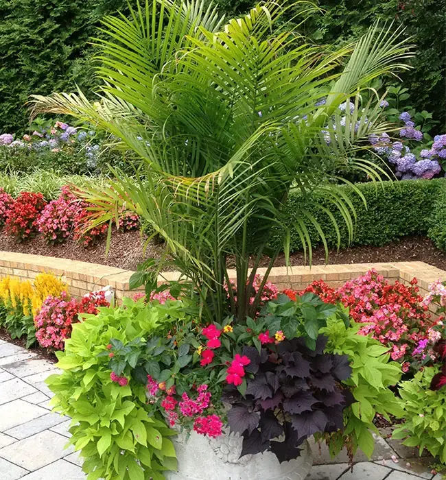 How To Grow And Care For Potted Palm Trees Outdoors