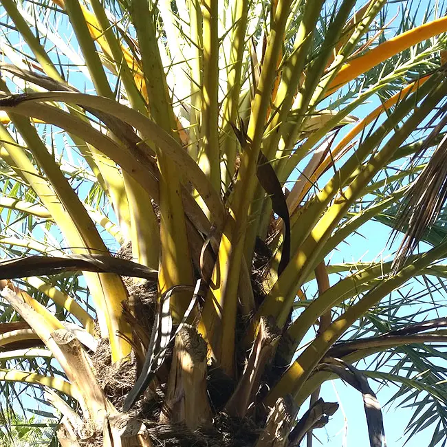 Identify Palm Tree