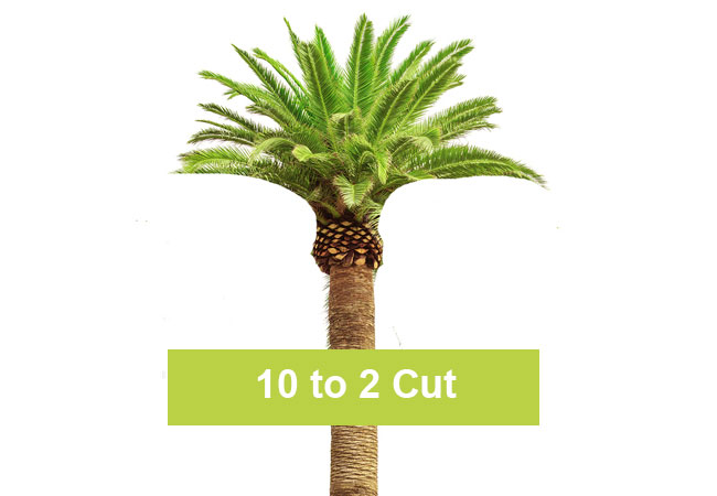  palm Tree Trimming Cost Near Me Fully Blogsphere Image Library