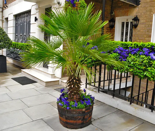 Potted Palm Trees For Patio | peacecommission.kdsg.gov.ng