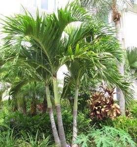 How to Grow the Christmas Palm Tree (Veitchia merrillii)