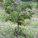 How to Grow the Foxtail Palm Tree (Wodyetia bifurcata)