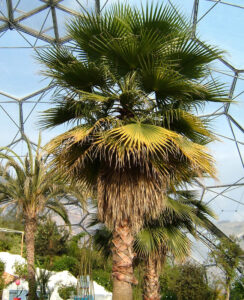 robusta washingtonia