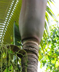 How To Grow Purple King Palm Tree (Archontophoenix purpurea)