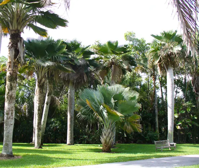 baileys-copernicia-palm-copernicia-baileyana650x550l | Florida Palm Trees