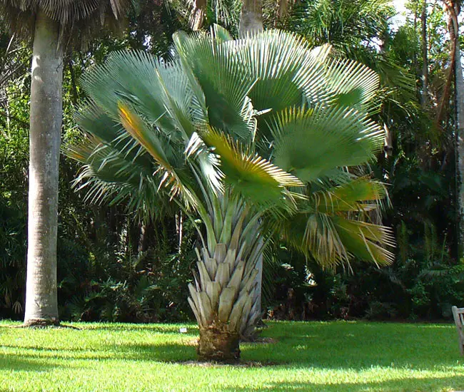 baileys-copernicia-palm-copernicia-baileyana650x550m | Florida Palm Trees